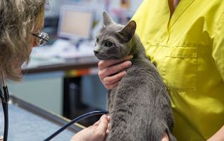 tierarzt frei nuremberg Dr. med. vet. Ursula Leyer